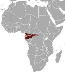 Goliath Shrew area.png