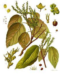 Mallotus philippensis - Köhler–s Medizinal-Pflanzen-221.jpg