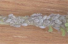 Melige koolluis op boerenkool (Brevicoryne brassicae on curley kale).jpg