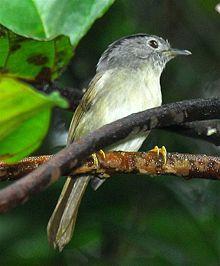 Mountain Fulvetta.jpg