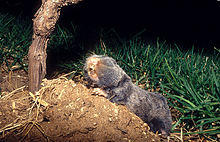 Palestine Mole-rat 1.jpg
