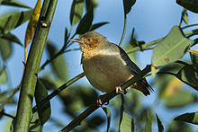 Red-faced Crombec - Naivasha Kenya 06 0870 (18645003524).jpg