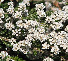 Thryptomene saxicola white flower form.jpg