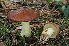 Körnchen-Röhrling Suillus granulatus 1.jpg