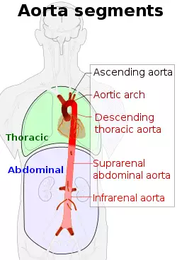 Aorta segments.svg