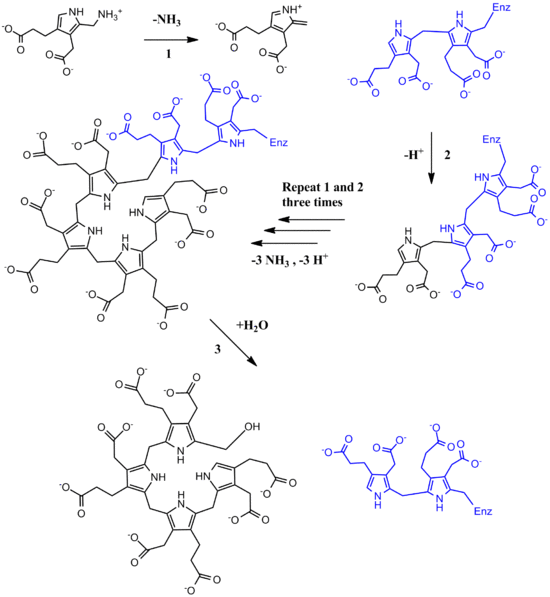 Full PBG Deaminase Mechanism
