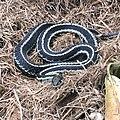 Thamnophis sirtalis pickeringii.jpg