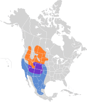 Buteo regalis map.svg