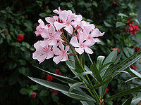 20080311 Nerium Oleander Flowers.jpg
