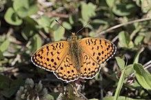 Argynnis niobe - Niyobe 04.jpg