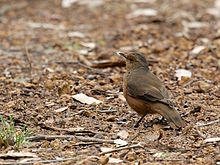 Climacteridae - Climacteris rufa.jpg