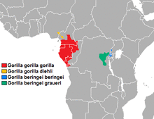 Distibución gorilla.png