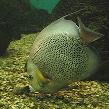 Gray angelfish.jpg