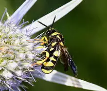 IC Leucospis gigas.JPG