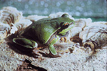 Pine Barrens Tree Frog.jpg