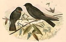 Psalidoprocne nitens 1894 (cropped).jpg
