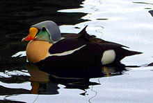 Somateria spectabilis.jpg