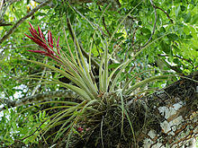 Tillandsia fasciculata.jpg