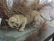 Zanzibar Leopard 2.JPG