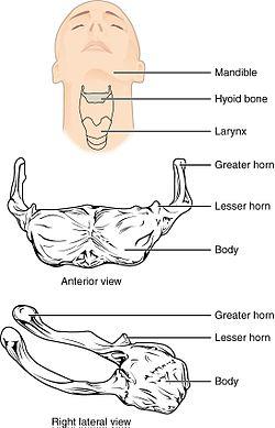 712 Hyoid Bone.jpg