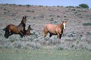 Two horses in a field. The one on the left is a dark brown with a black mane and tail. The one on the right is a light red all over.