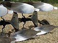 Shiny Ploughshares.jpg