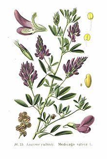 75 Medicago sativa L.jpg