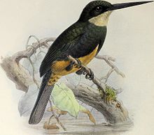 A monograph of the jacamars and puff-birds, or families Galbulid and Bucconid (1882) (14564669748).jpg