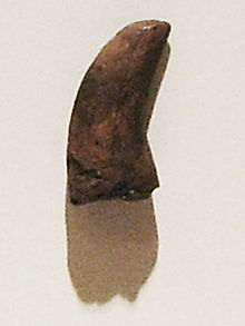 Dromaeosauroides bornholmensis.jpg