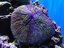Fungiafungites.jpg