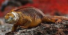 Galápagos land iguana (4201792789).jpg