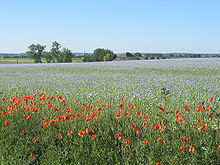 A field of lilac flowers under a blue sky, with dozens of poppies in the foreground. A house and trees are visible behind the field, and further still in the distance are green fields, a church spire, and hills.