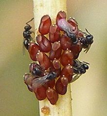 Telenomus sp (1) (cropped).jpg