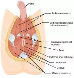 1116 Muscle of the Male Perineum.png