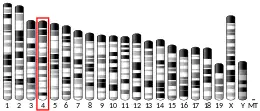 Chromosome 4 (mouse)