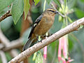 Cinereous Conebill RWD4.jpg