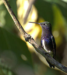 Amazilia lactea-4.jpg