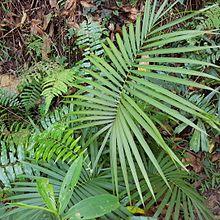 Daemonorops mollis (rattan palm) - Bukidnon Philippines.jpg