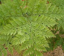 Davallia canariensis 1 ies.jpg