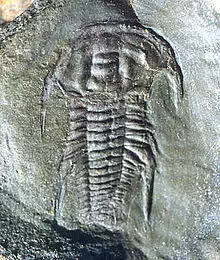 EmuellaPolymera.jpg