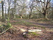 Great Bookham Common - geograph.org.uk - 676420.jpg