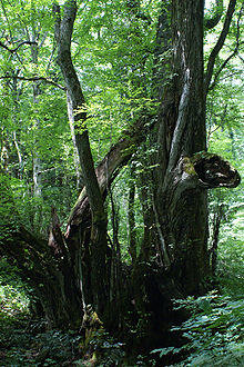 Great katsura of wachi01s3000.jpg