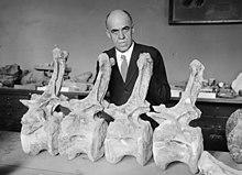 Prof. Chas. Gilmore of Smithsonian Institution with dinosaur Diplodocus, 9-25-24 LCCN2016849560 (cropped).jpg