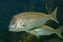 Snapper03 melb aquarium.jpg