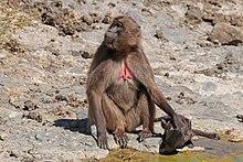 Southern gelada (Theropithecus gelada obscura) female with baby.jpg