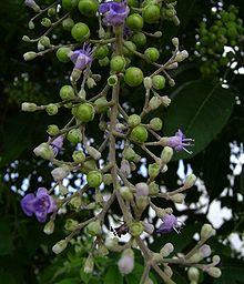 Vitex trifolia.jpg