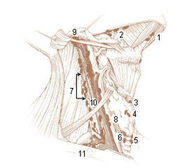Illu lymph chain02.jpg