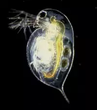 A microscopic, transparent, oval animal against a black background. The head has a large eye, antennae, and comes to a pointed beak. The rest of the animal is smooth round and fat, culminating in a pointed tail. The internal anatomy is apparent.