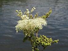 20140715Filipendula ulmaria.jpg