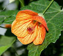 Abutilon-3.jpg